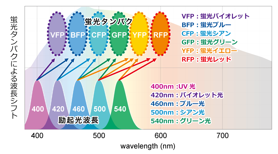 蛍光タンパクの波長シフト