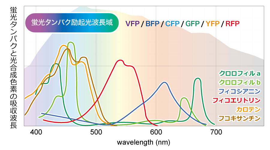 光合成色素の吸収スペクトル