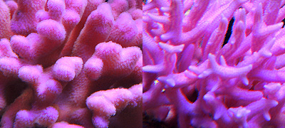 ハナヤサイサンゴのピンクの色素タンパク