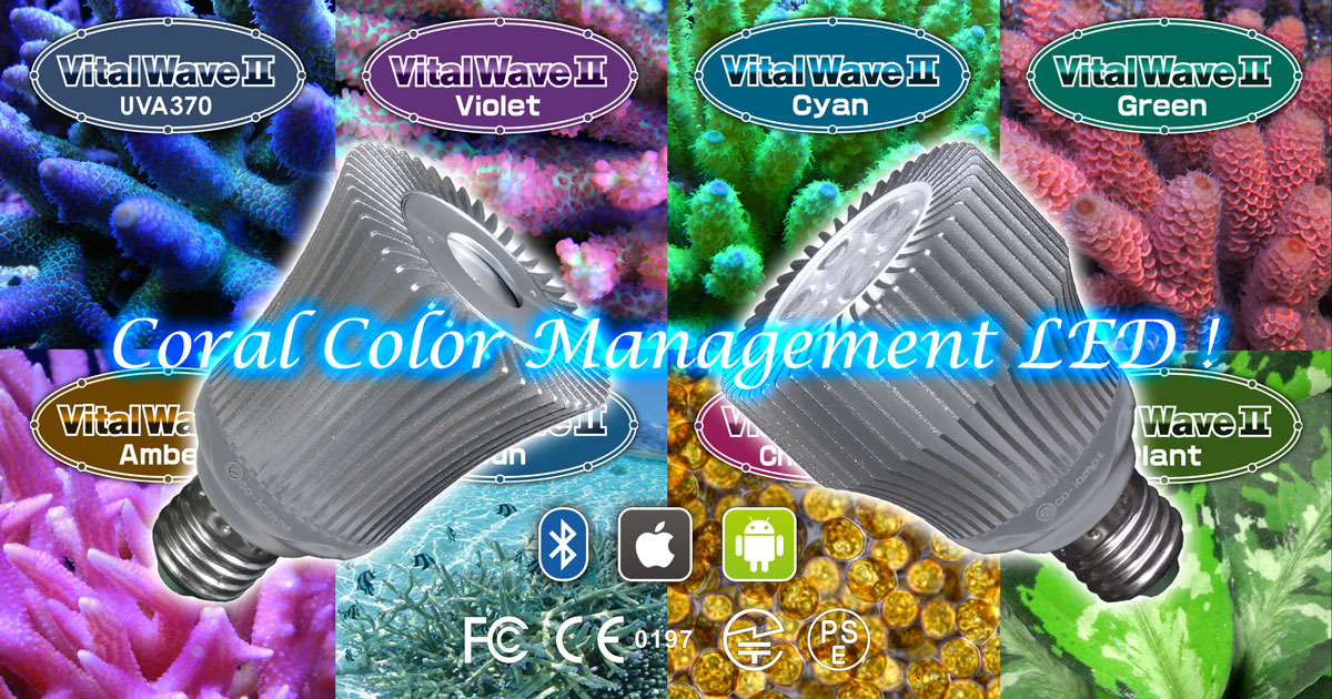 VitalWave｜BlueHarbor