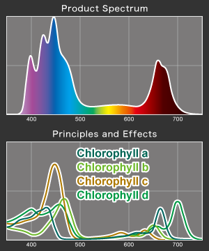 VitalWave Chlorophyll Spectrum