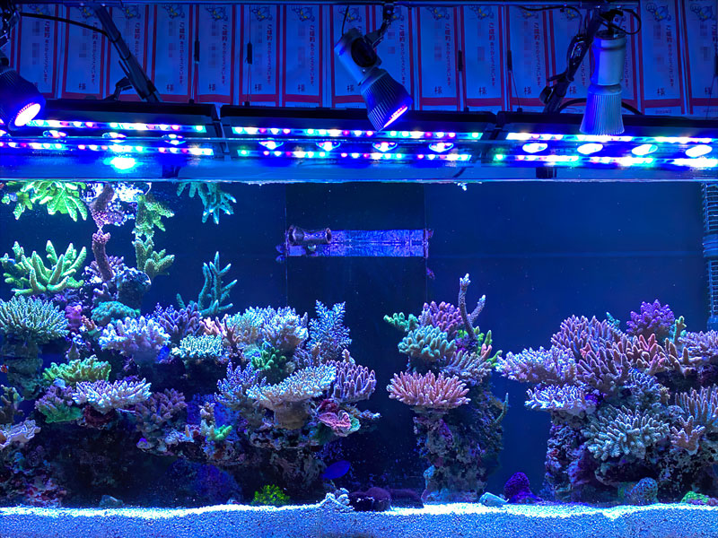 Ancolie/ODA KEIJI @Osaka