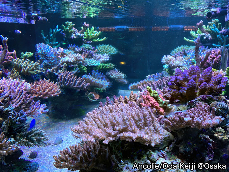 Ancolie/ODA KEIJI @Osaka