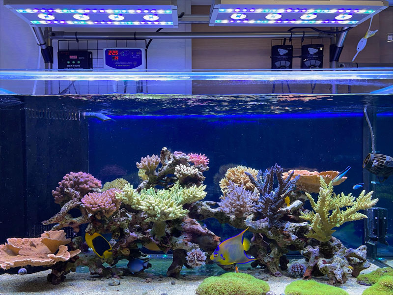 Puniki/NANAI TAKAAKI @Kanagawa