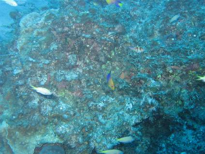 小笠原島の水深３５ｍで偶然撮影されたネオオペルキュラリス