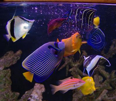 彼の魚水槽