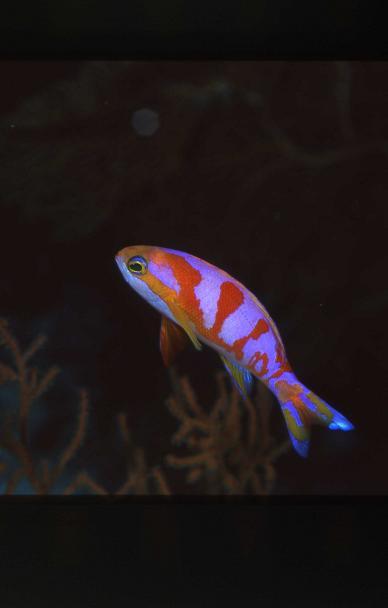 Aurora%20Anthias.JPG