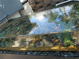 シャコ貝の展示水槽