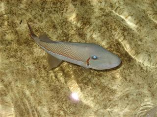 このモンガラがアメリカで人気ですCrosshatch Trigger Fish