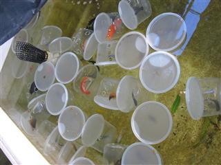 ハワイの浅場の魚も良い