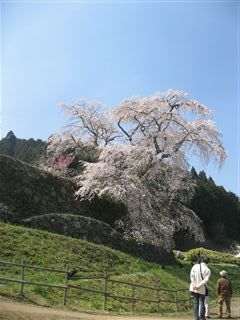 又兵衛桜