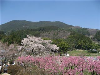 上から見た又兵衛桜