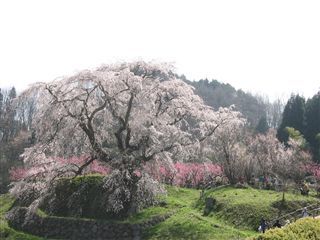 300歳の又兵衛桜