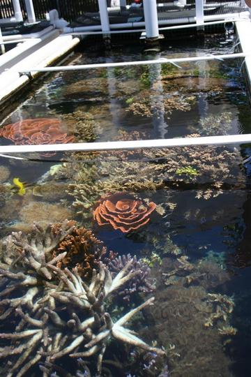 綺麗に育ったサンゴたち