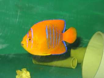 幼魚のブルーラインが美しい