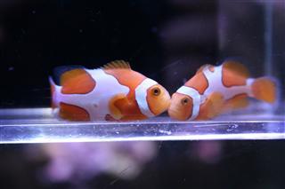 Picasso Percula Clownfish 
