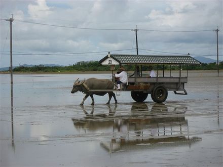 由布島の水牛車