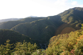 高雄山まだ紅葉が見えない