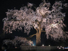 円山公園桜