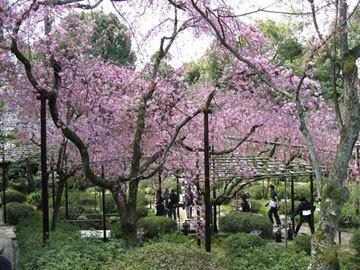 平安神宮桜