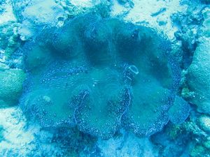 ジャイアントクラム