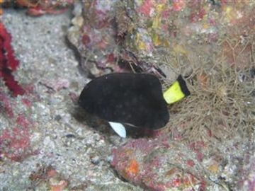Chaetodontoplus niger