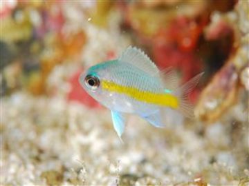 トーカイSP幼魚