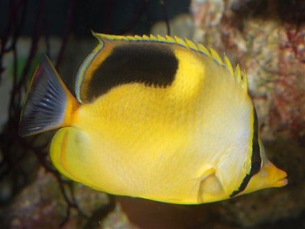 セグロのハイブリット