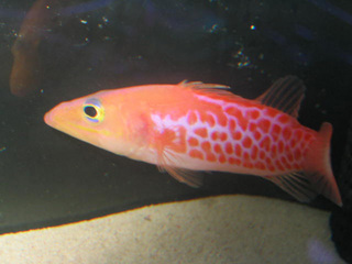 この魚を捕まえたブライアングリーンさん