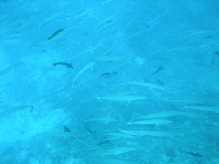 魚群