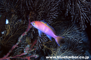 Double-bar　Anthias