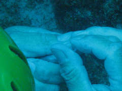 ４０ｍ付近でお腹の膨れている魚を針で抜きます。