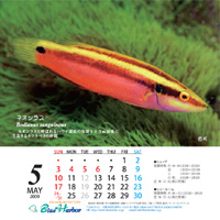 2009年5月カレンダー