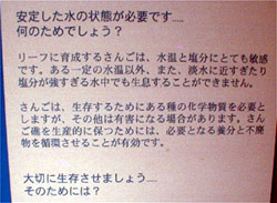 日本語だよ。お勉強、お勉強。