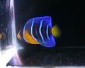 blue1-4.jpg