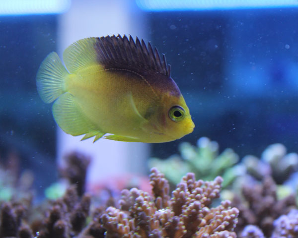 サンゴ　スターポリプ　③ スターポリプの飼育方法|種類・増やし方・照明・水質・水流