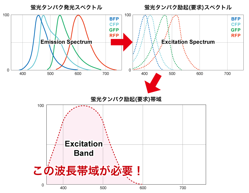 サンゴの蛍光タンパクのスペクトル