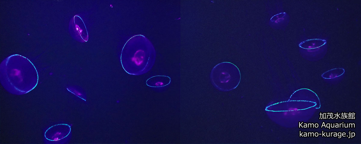 鶴岡市立 加茂水族館 / Kamo Aquarium in Yamagata