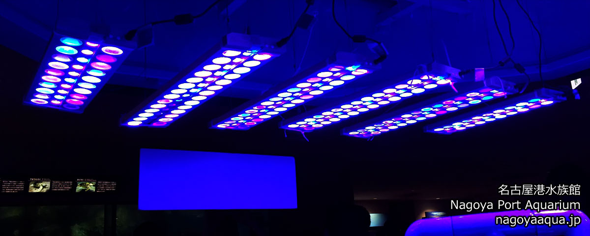公益財団法人名古屋みなと振興財団 名古屋港水族館 / Nagoya Port Aquarium in Nagoya