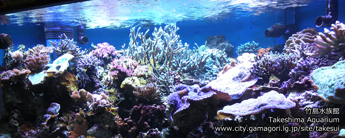 蒲郡市竹島水族館 / Takeshima Aquarium in Gamagori