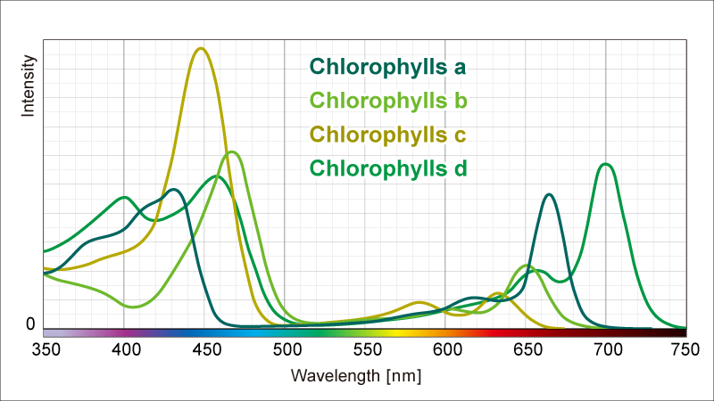 Types of chlorophylls (photosynthetic dyes)