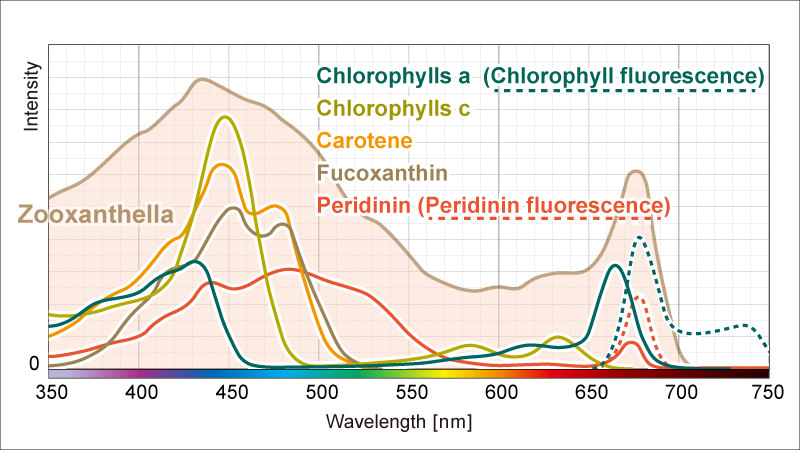 Zooxanthellae absorption spectrum
