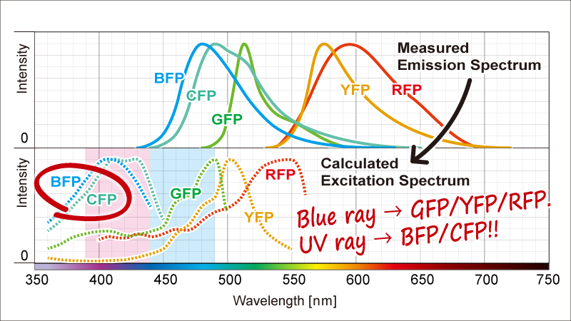 Measured emission spectrum and calculated excitation spectrum