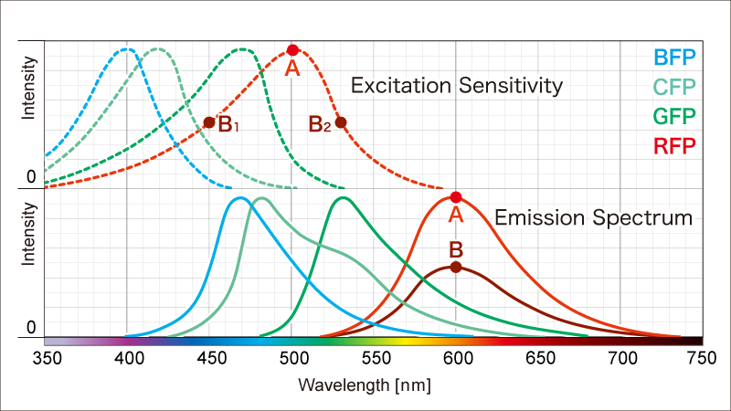 Excitation and Emission Spectrum of Fluorescent Proteins