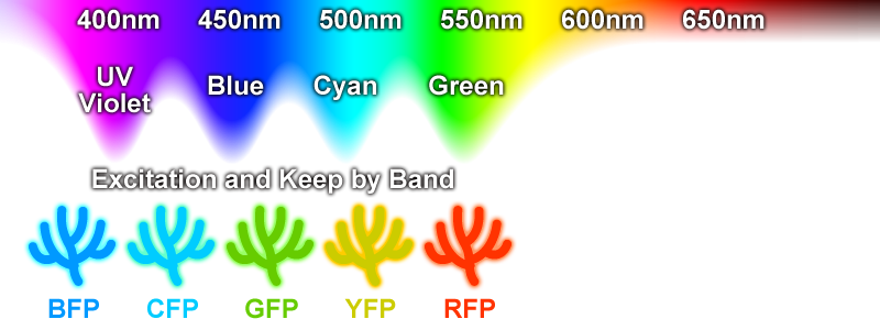 The light needed to excite and keep Fluorescent Proteins