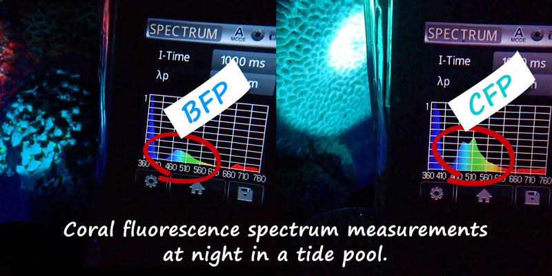 Fluorescence spectra of coral BFP and CFP measured in a tide pool at night