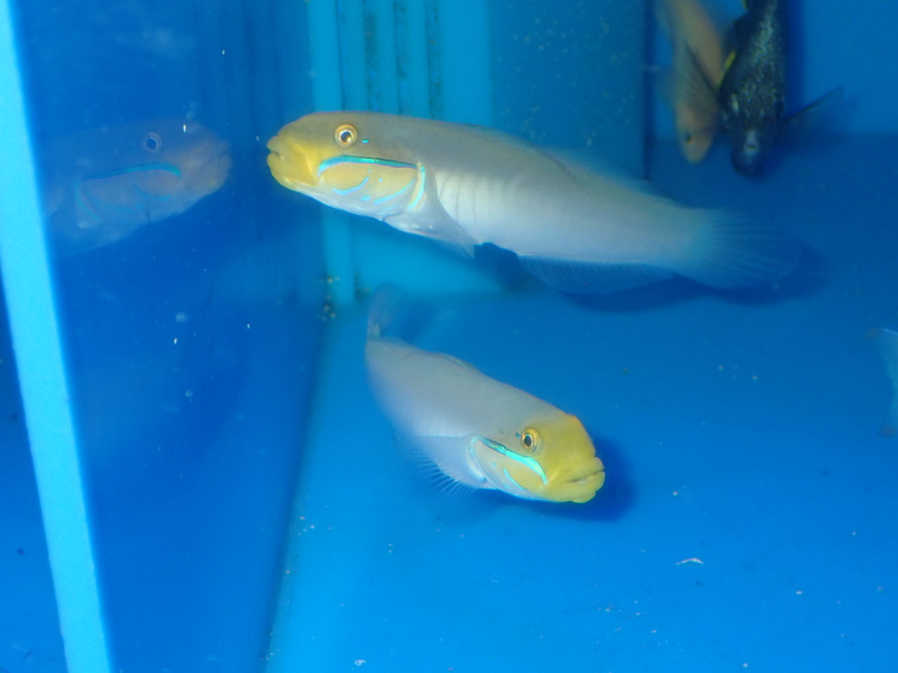 天然ライブロック10kg サンゴ用ベース、水槽の早期立ち上げ、海水魚のおうち用