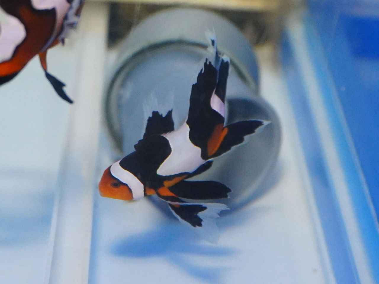 カーペンター gtガンマ200 カーペンター GTー γ 200 カーペンター GT-γ