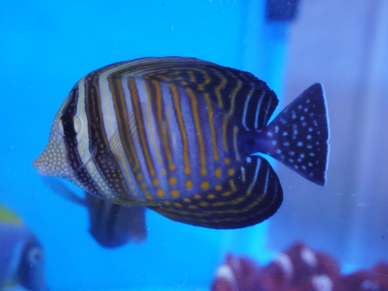 海水魚 海水魚｜ウェブ通販｜アクアリウム工房 ブルーハーバー