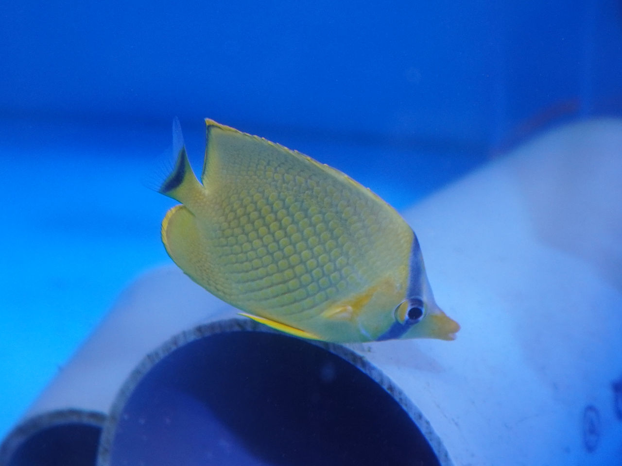 海水魚 海水魚｜ウェブ通販｜アクアリウム工房 ブルーハーバー